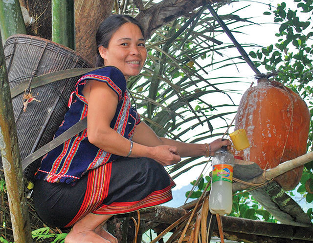 Lạ kỳ dừa núi cho rượu, khách đến nhà là trèo lên lấy rượu uống