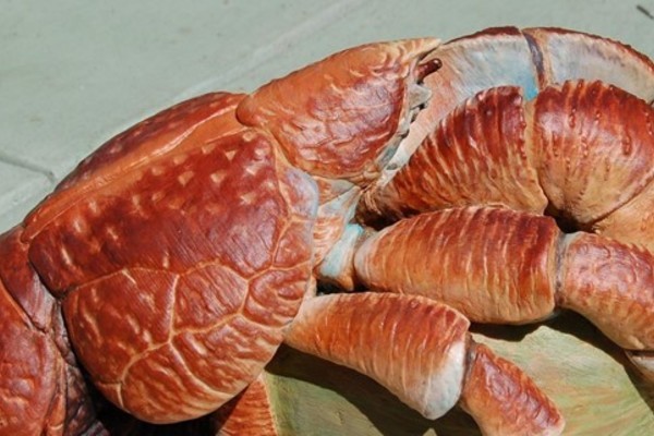 Đầu bếp dạy hấp cua dừa khổng lồ nặng hơn 4 kg