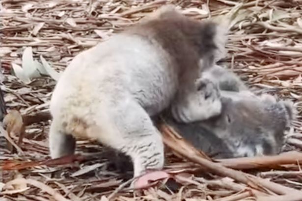 ‘Gạ tình’ không thành, gấu koala đực gào thét, nhảy vào ẩu đả với gấu cái