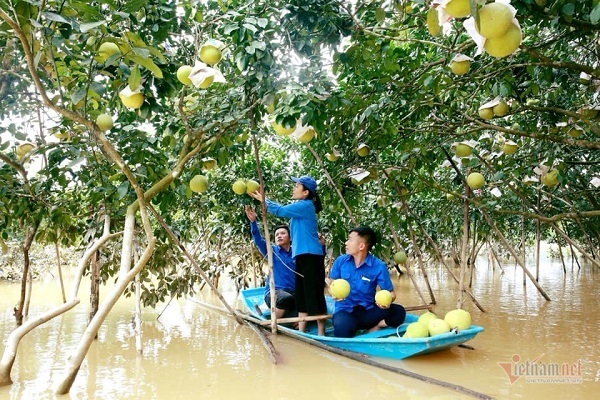 Một ngày bán vạn quả bưởi, cán bộ Hà Tĩnh mướt mồ hôi làm shiper