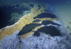 Hồ nước độc dưới đáy biển giết chết mọi sinh vật bơi vào