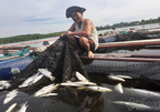 82 tấn cá lồng bè ở Hà Tĩnh chết phơi bụng trắng xóa