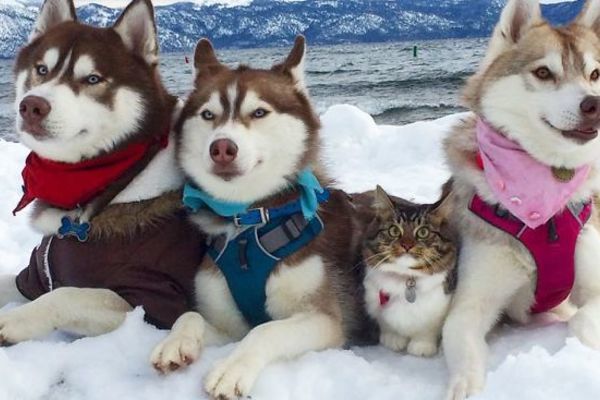 Đàn husky tự nguyện làm vệ sĩ cho con mèo cái