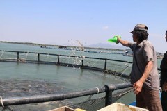 Time for Vietnam to tap ocean aquaculture potential