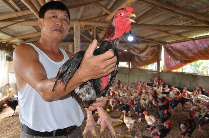 Hết thời gà lai Đông Tảo: Giá đã rẻ lại ế, càng nuôi càng lỗ nặng