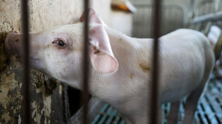 'Quá đắt, quá đắt, quá là đắt!' - Trung Quốc giữa khủng hoảng thịt lợn