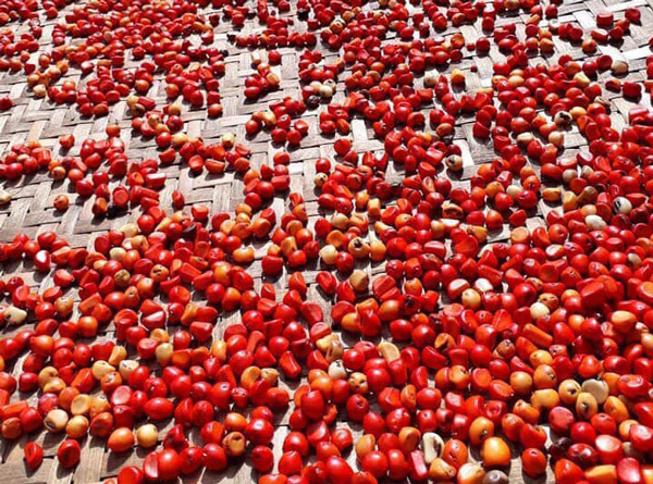 Hạt phổ biến, rẻ 'như cho' ở Việt Nam nay có giá bán 'đắt như vàng'
