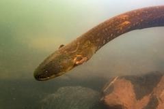 Phát hiện loài lươn phát ra dòng điện kinh hoàng nhất thế giới