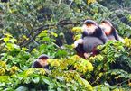 Red-shanked douc langurs reproduce in captivity