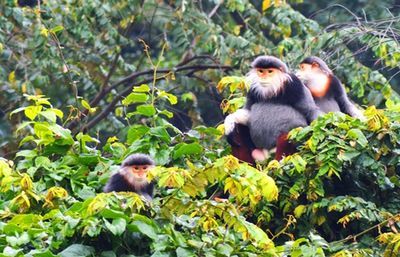 Red-shanked douc langurs reproduce in captivity