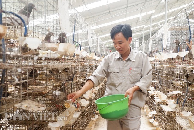 Kỹ sư bỏ nghề về nuôi chim bồ câu, lứa đầu trắng tay sau là tỷ phú