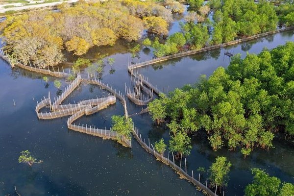 A visit to Ru Cha mangrove forest in Autumn