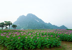 Walking among the flowers on Khai Trung plain