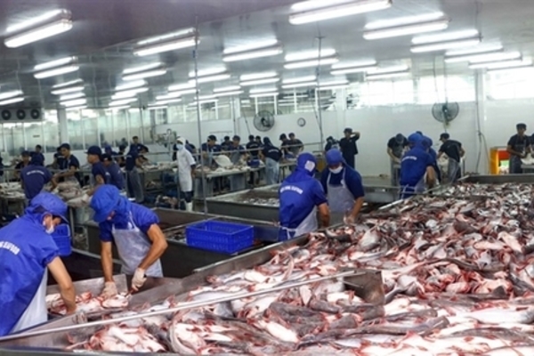Vietnam's Tra fish companies see stock prices plummet