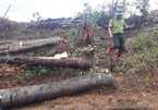 Bắt 3 đối tượng phá rừng nghiêm trọng ở Lâm Đồng