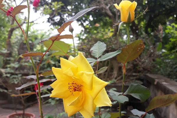 Mẹ chồng ép buộc ly hôn, chồng lẳng lặng đưa tờ giấy làm tôi run rẩy