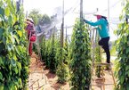 Vietnamese pepper farmers struggle to survive