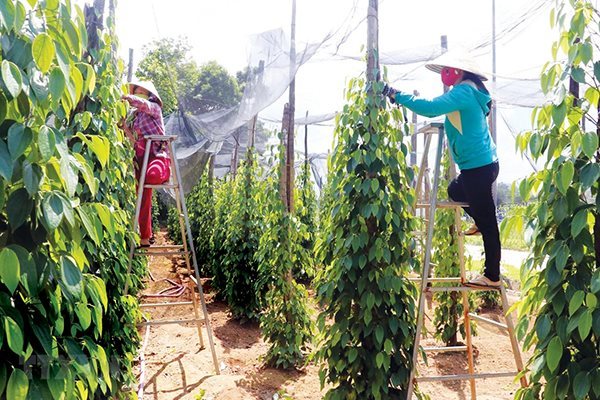 Vietnamese pepper farmers struggle to survive