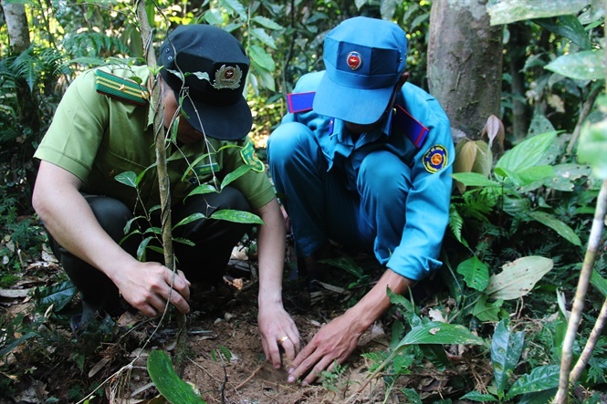 'Báu vật lộ thiên', rừng sâm 'ông khỏe, bà vui' trên dãy Trường Sơn