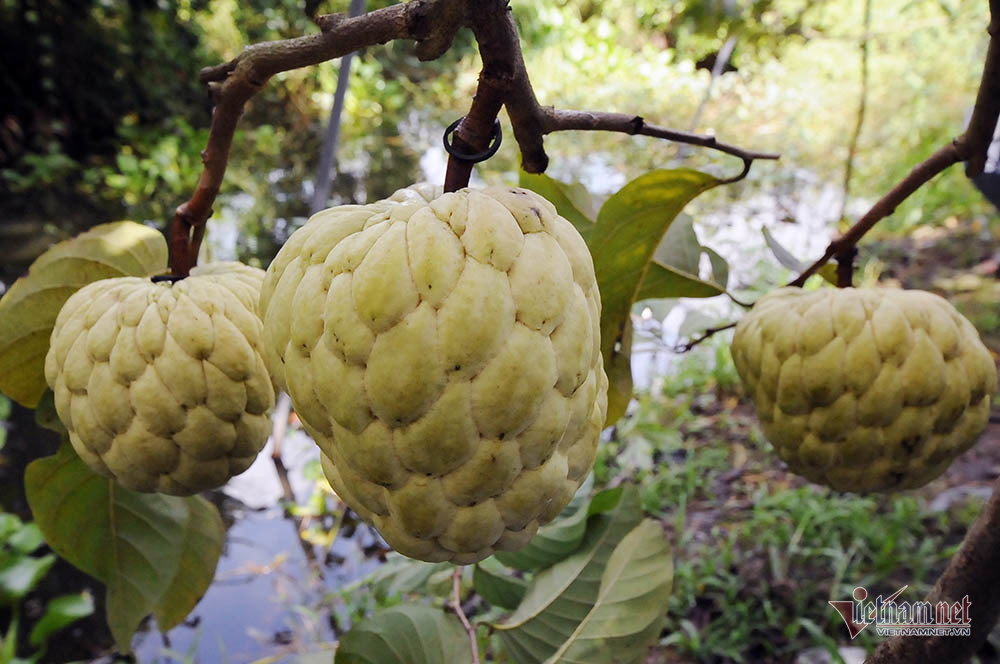 Vét hết vàng mua cây na trái siêu to khổng lồ nặng 1,5kg - Ảnh 1.