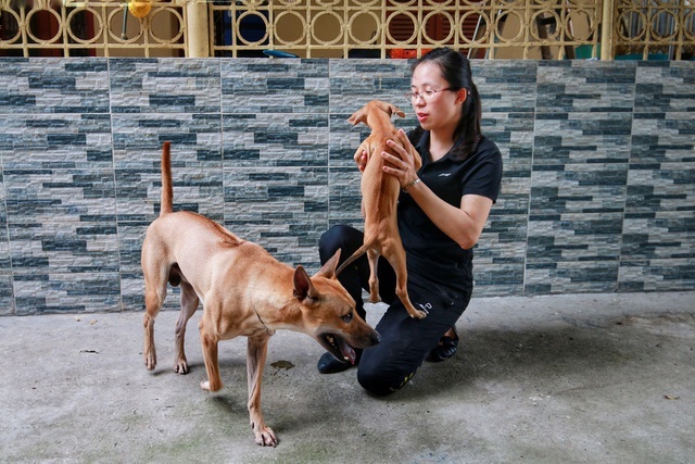 Cận Cảnh Đàn Chó Phú Quốc Bạc Tỷ Của 'Bóng Hồng' Xinh Đẹp Hà Nội