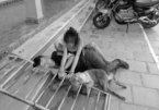 Phá đường dây trộm hơn 100 tấn chó do 3 thanh niên Thanh Hóa cầm đầu