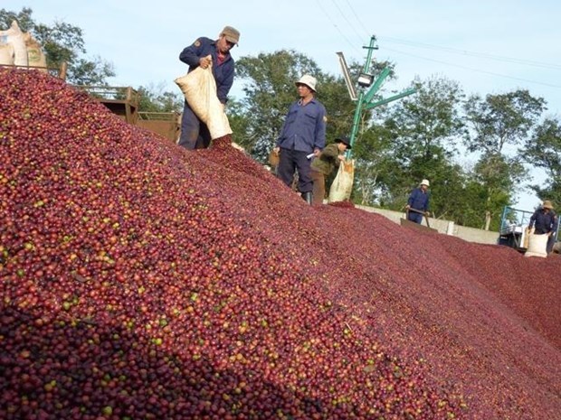 Vietnam’s coffee exports plummet in eight months