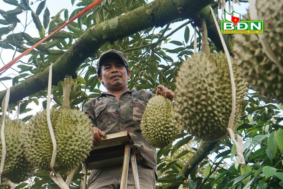 Chuyện lạ Đắk Nông, 36 cây sầu riêng thu 500 triệu đồng