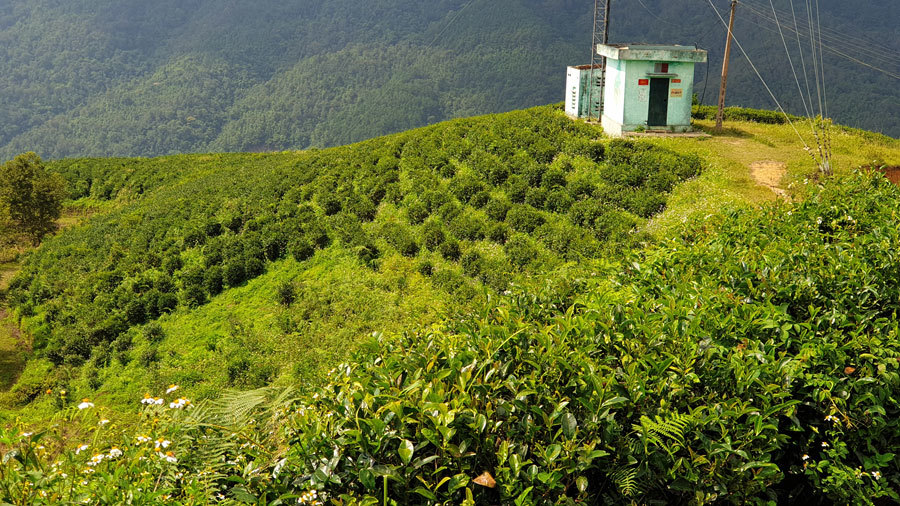 Đồi chè Kolia