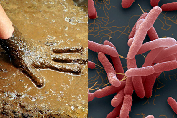 Whitmore xuất hiện ở nhiều tỉnh, những ai dễ mắc bệnh?