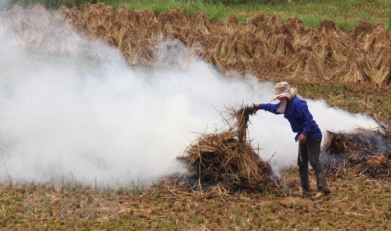 Trillions of VND of agricultural by-products burnt each year