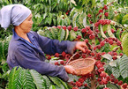 Vietnam cannot earn big money from its coffee exports