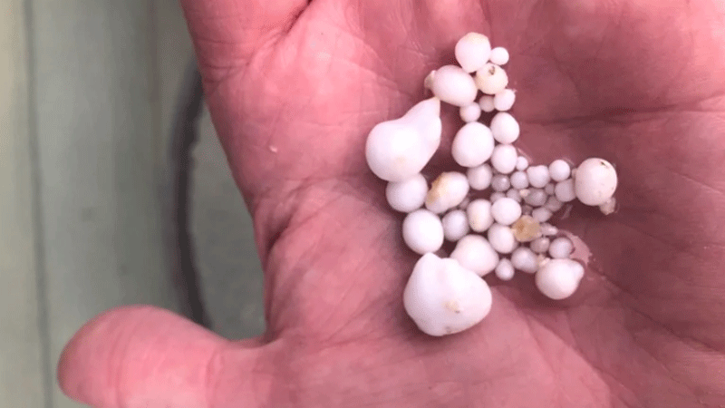 Tách đôi con hàu, người đàn ông trúng lớn cả chuỗi ngọc