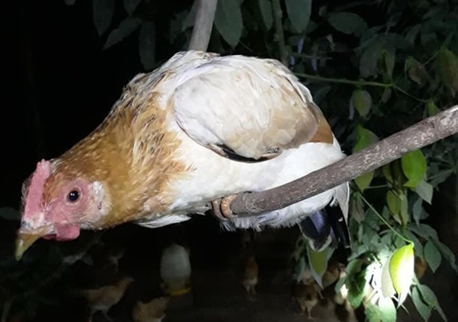 Thú vị loài gà tiến vua: Ngày ăn mối, tối ngủ cây