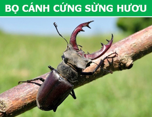 Những loài động vật kỳ lạ, giá 'trên trời' vẫn được các đại gia săn lùng