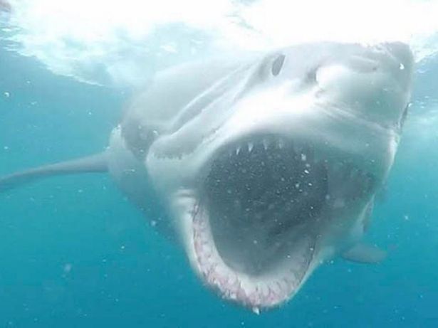 Khoảnh khắc cá mập trắng lớn lao thẳng vào người đi lặn
