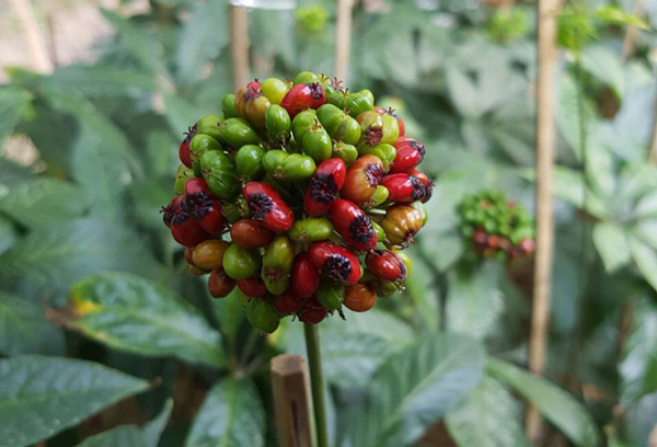 Hơn trăm nghìn một hạt 'bé tẹo', muốn mua cũng khó