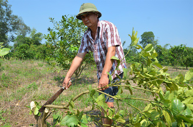 Xanh mặt vì… bưởi da xanh