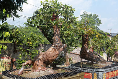 Cặp 'Tiên đồng ngọc nữ' giá tiền tỷ của ông 'vua' mai vàng Yên Tử