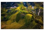 Terraced rice fields in Mu Cang Chai turn yellow