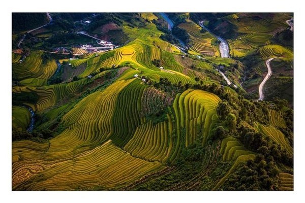 Terraced rice fields in Mu Cang Chai turn yellow