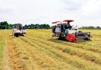 Vietnam’s rice exports to Philippines up, but farmers aren’t happy