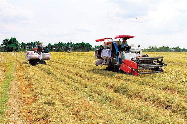 Vietnam’s rice exports to Philippines up, but farmers aren’t happy