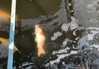 Japanese Koi dies after two days released into To Lich River