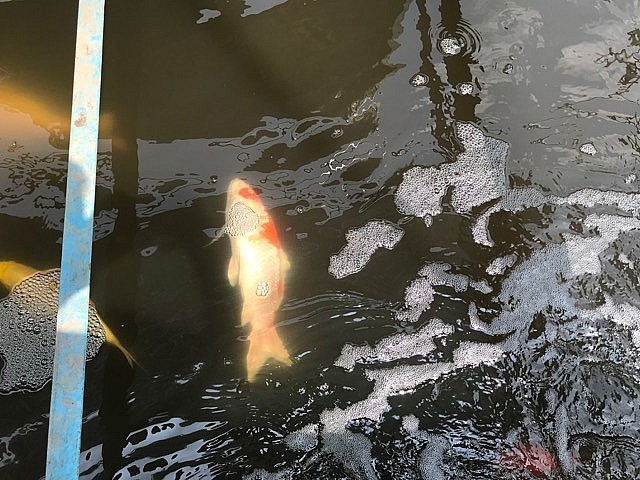 Japanese Koi dies after two days released into To Lich River