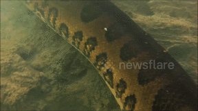 Thợ lặn kinh hoàng phát hiện trăn khổng lồ dưới sông