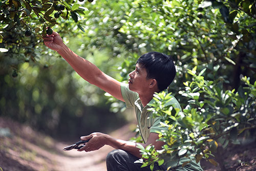 Hóng chuyện ở chợ, 7 năm sau anh nông dân đã thành tỷ phú