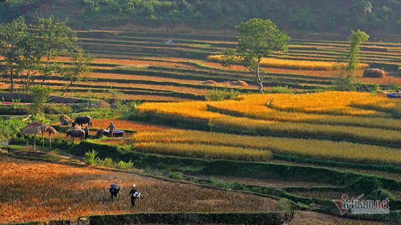 Cảnh sắc đẹp nhất thế giới mỗi năm 1 lần chỉ có ở Việt Nam