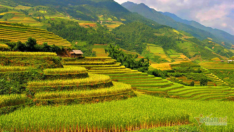 Cảnh sắc đẹp nhất thế giới mỗi năm 1 lần chỉ có ở Việt Nam Ve-dep-mua-vang-tay-bac-say-dam-long-nguoi-16