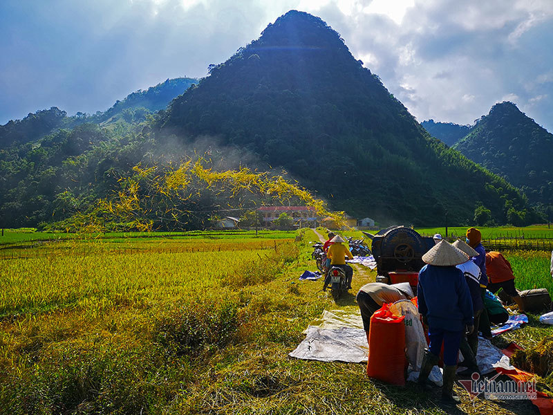 Cảnh sắc đẹp nhất thế giới mỗi năm 1 lần chỉ có ở Việt Nam Ve-dep-mua-vang-tay-bac-say-dam-long-nguoi-6